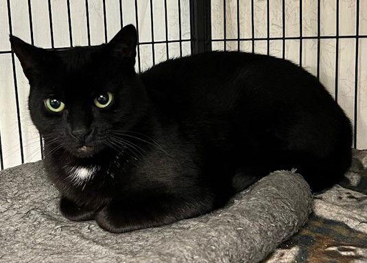 Lola, Adoptable, Adult Female Domestic Short Hair.
