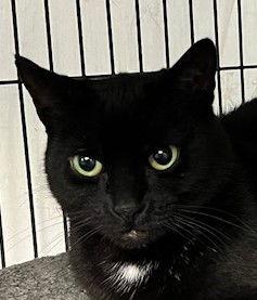 Lola, a Adoptable Domestic Short Hair in Ringwood, NJ image 2/2