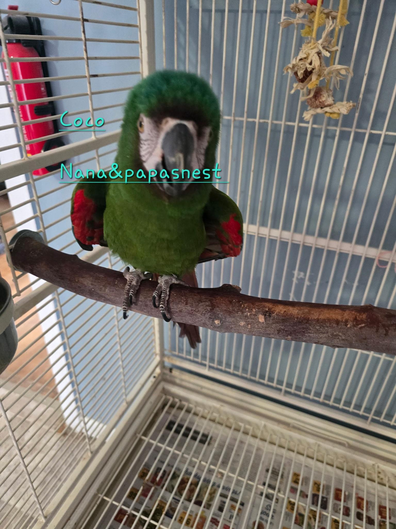 Enlarge Coco, a Adoptable Macaw in Wakefield, VA image 1/1