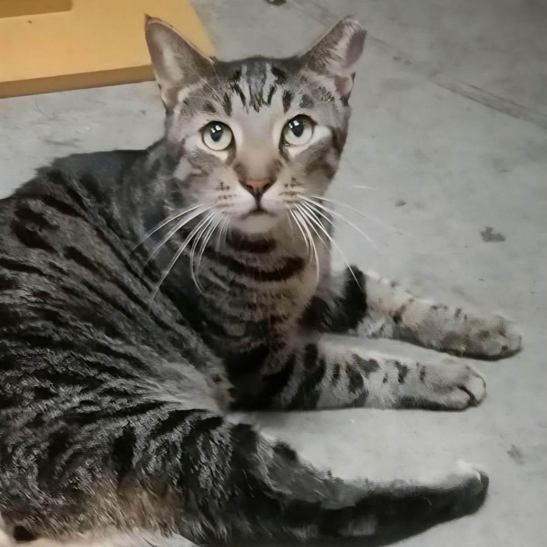 Andy, an adopted Domestic Short Hair in New Port Richey, FL image 2/2