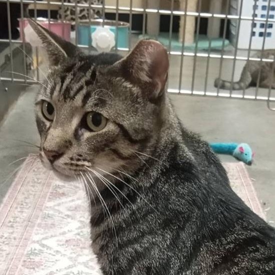 Andy, adopted, Adult Male Domestic Short Hair.
