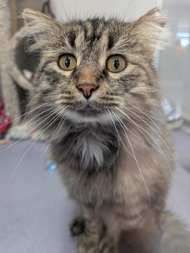 Enlarge Tiggy, a Adopted mixed breed in Rockford, IL image 2/6