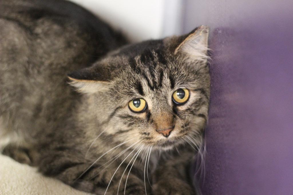 Tiggy, Adoptable, Young Male Domestic Medium Hair.