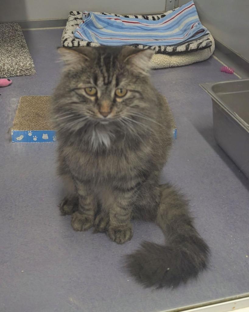 Enlarge Tiggy, a Adoptable mixed breed in Rockford, IL image 2/3