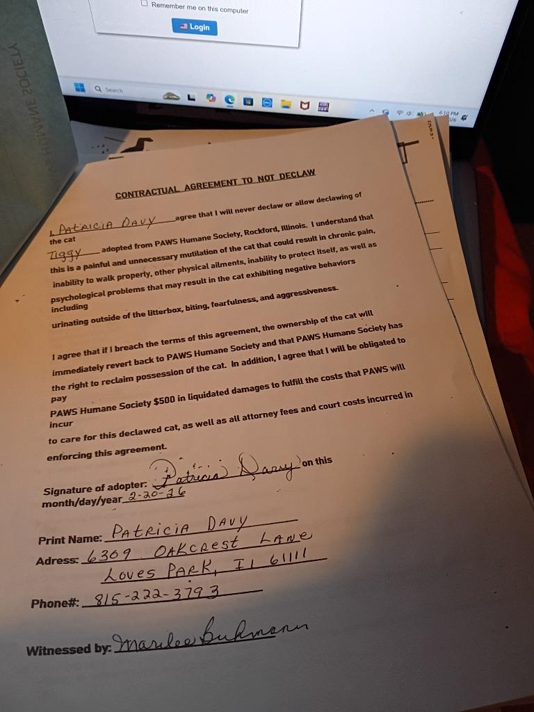 Enlarge Tiggy, a Adopted mixed breed in Rockford, IL image 3/6