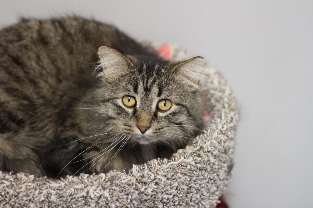 Enlarge Tiggy, a Adopted mixed breed in Rockford, IL image 6/6