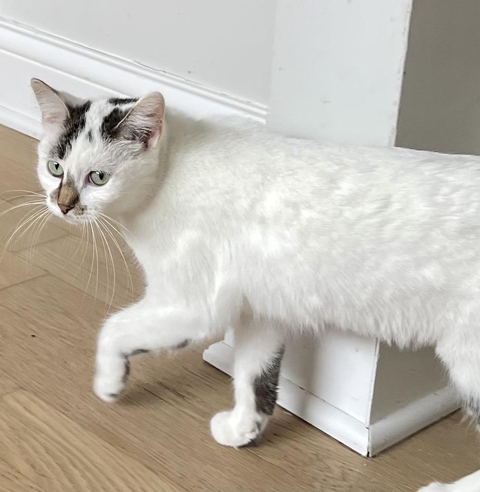 Enlarge Aunt Bea, a Adoptable Domestic Short Hair in Chicago, IL image 2/6