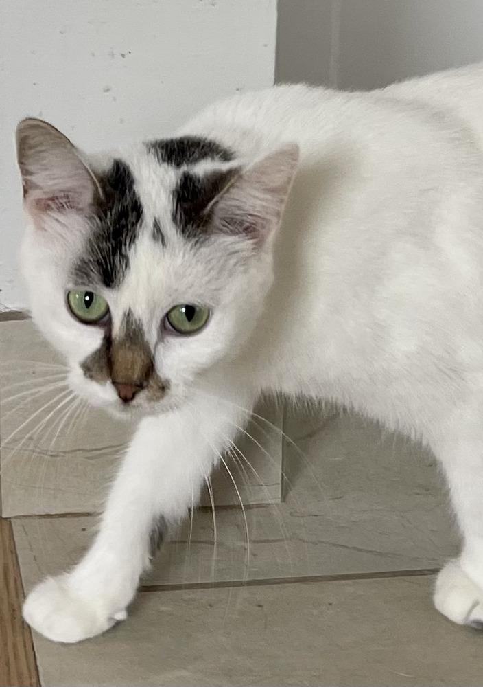 Enlarge Aunt Bea, a Adoptable Domestic Short Hair in Chicago, IL image 3/6