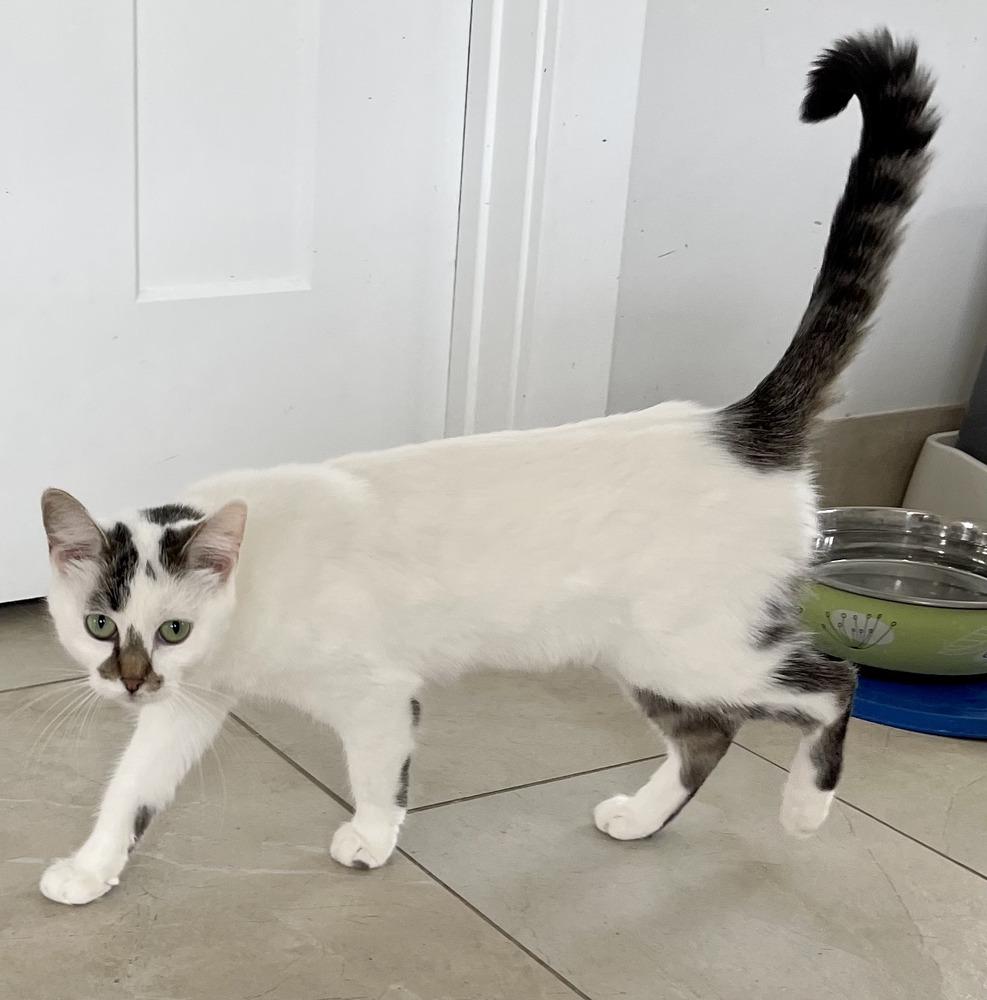 Enlarge Aunt Bea, a Adoptable Domestic Short Hair in Chicago, IL image 5/6