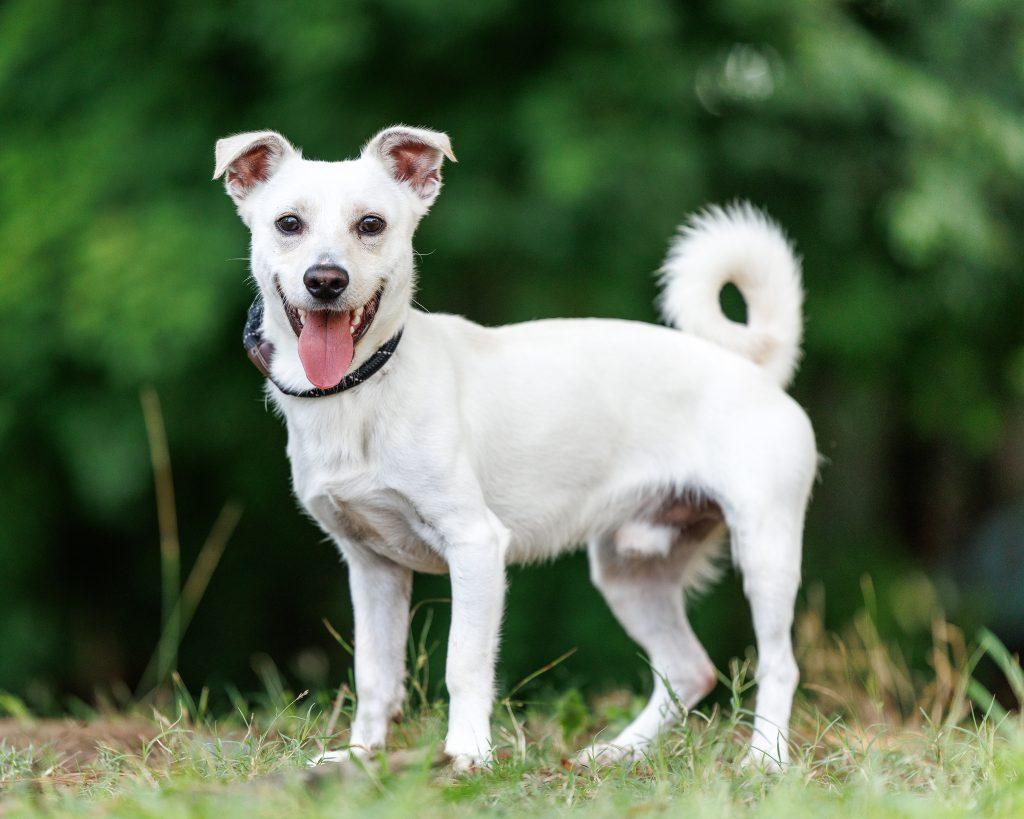 Banjo, a Adopted Mixed Breed in Durham, NC image 1/2