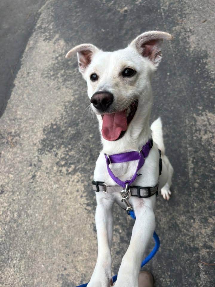 Banjo, a Adopted Mixed Breed in Durham, NC image 2/2
