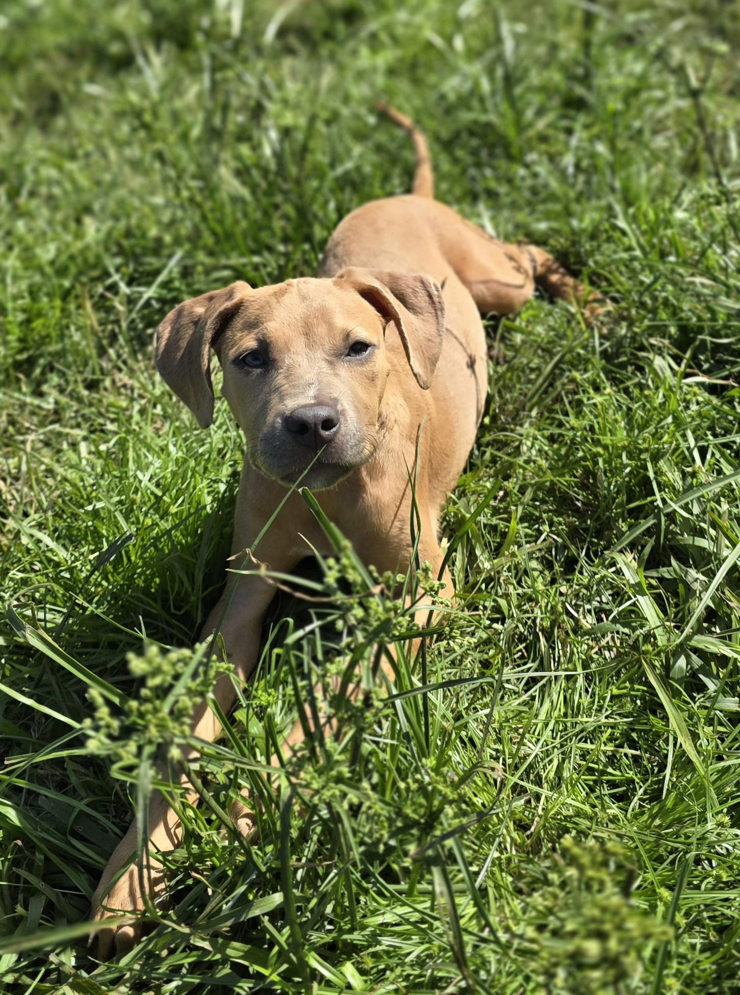 Enlarge Naomi, a Adopted mixed breed in Kissimmee, FL image 1/3