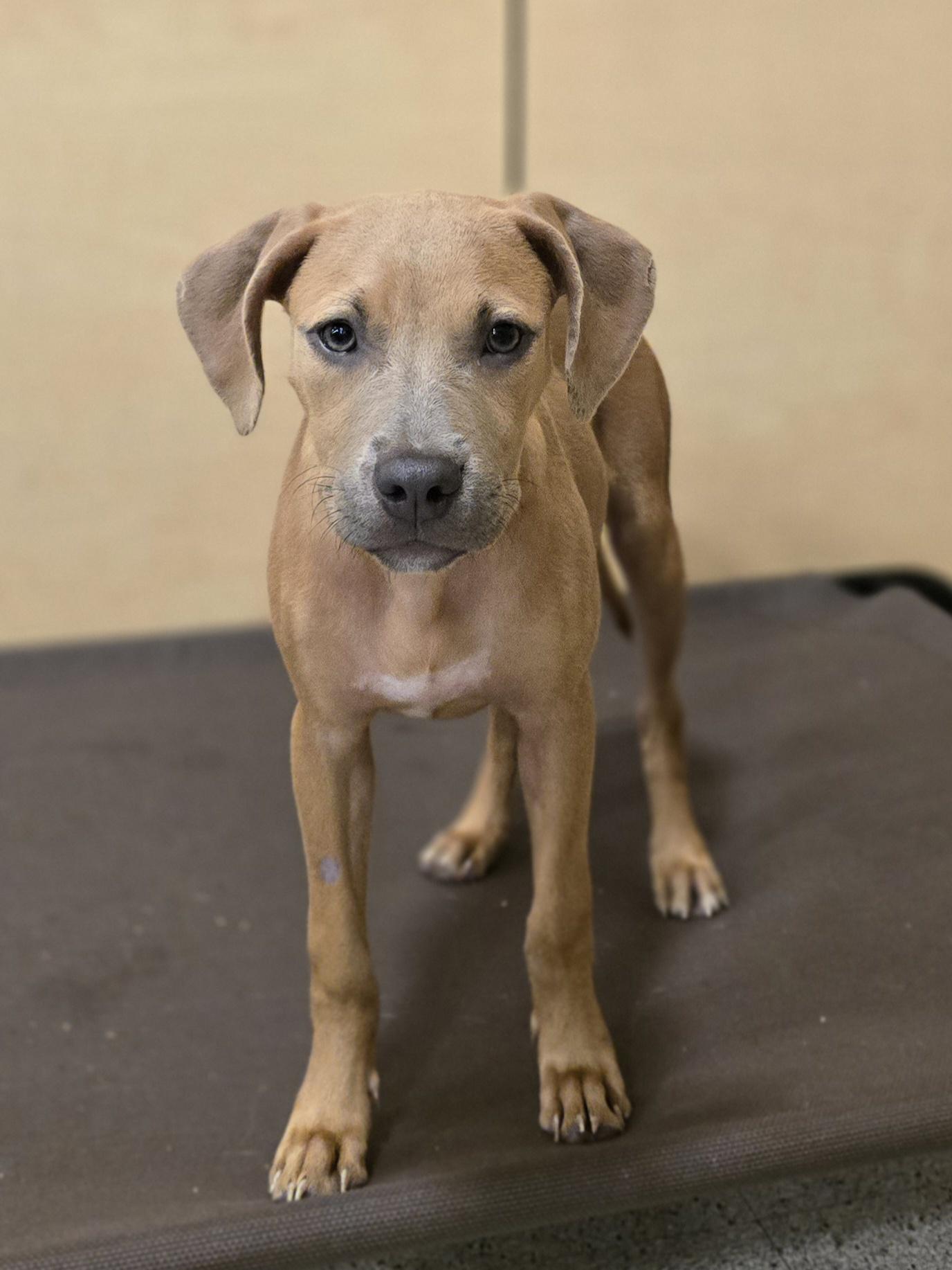 Enlarge Naomi, a Adopted mixed breed in Kissimmee, FL image 2/3