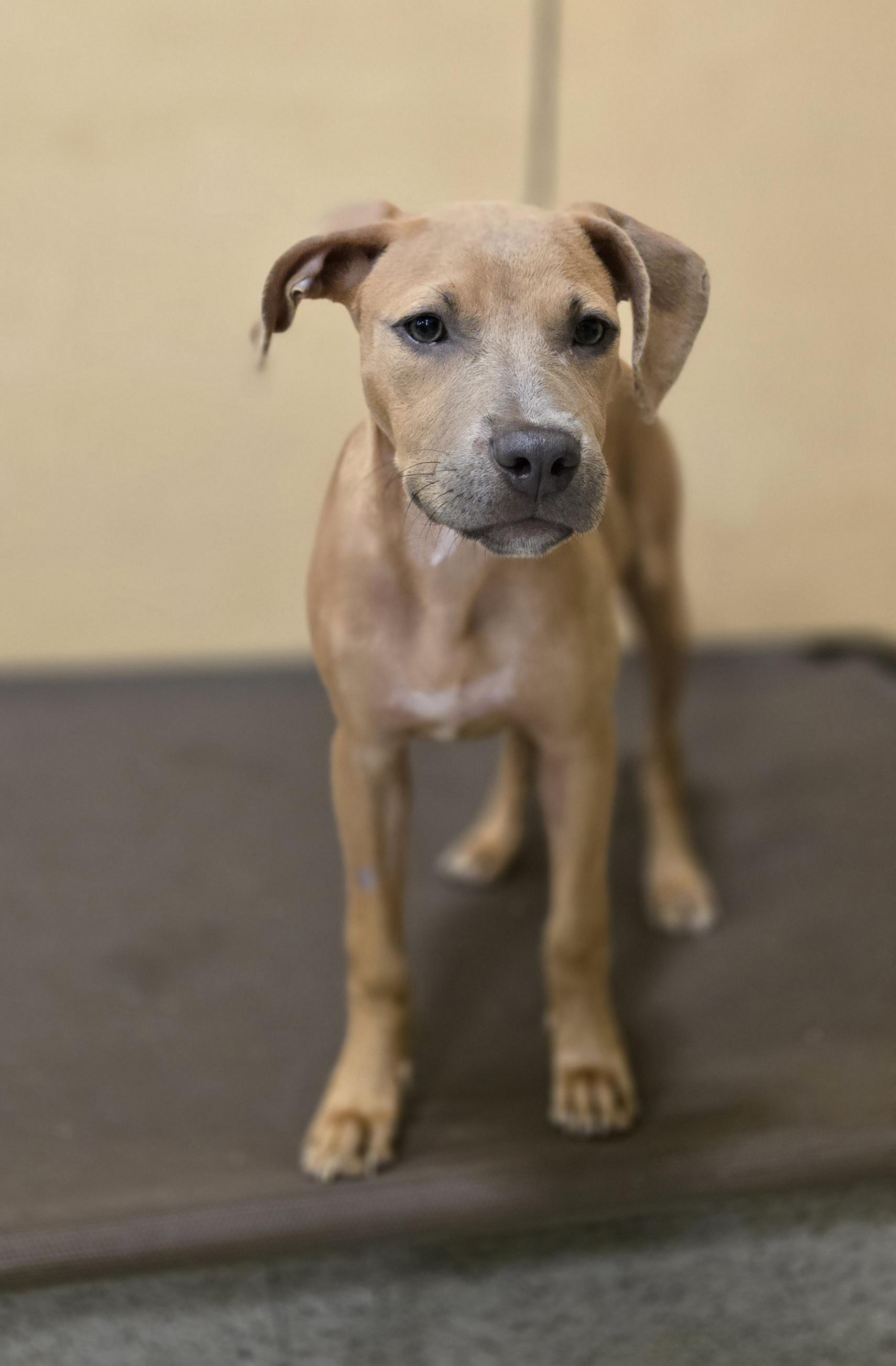 Enlarge Naomi, a Adopted mixed breed in Kissimmee, FL image 3/3