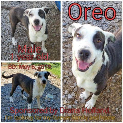Oreo, Adult Male Mixed Breed