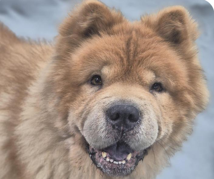 Enlarge Chacha, a ADOPTABLE Chow Chow in San Francisco, CA image 1/1