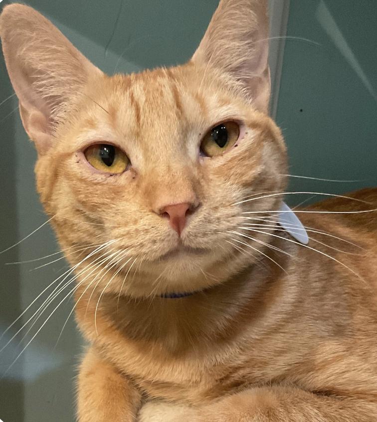 Aulani, an adoptable Domestic Short Hair in Aiea, HI, 96701 | Photo Image 2