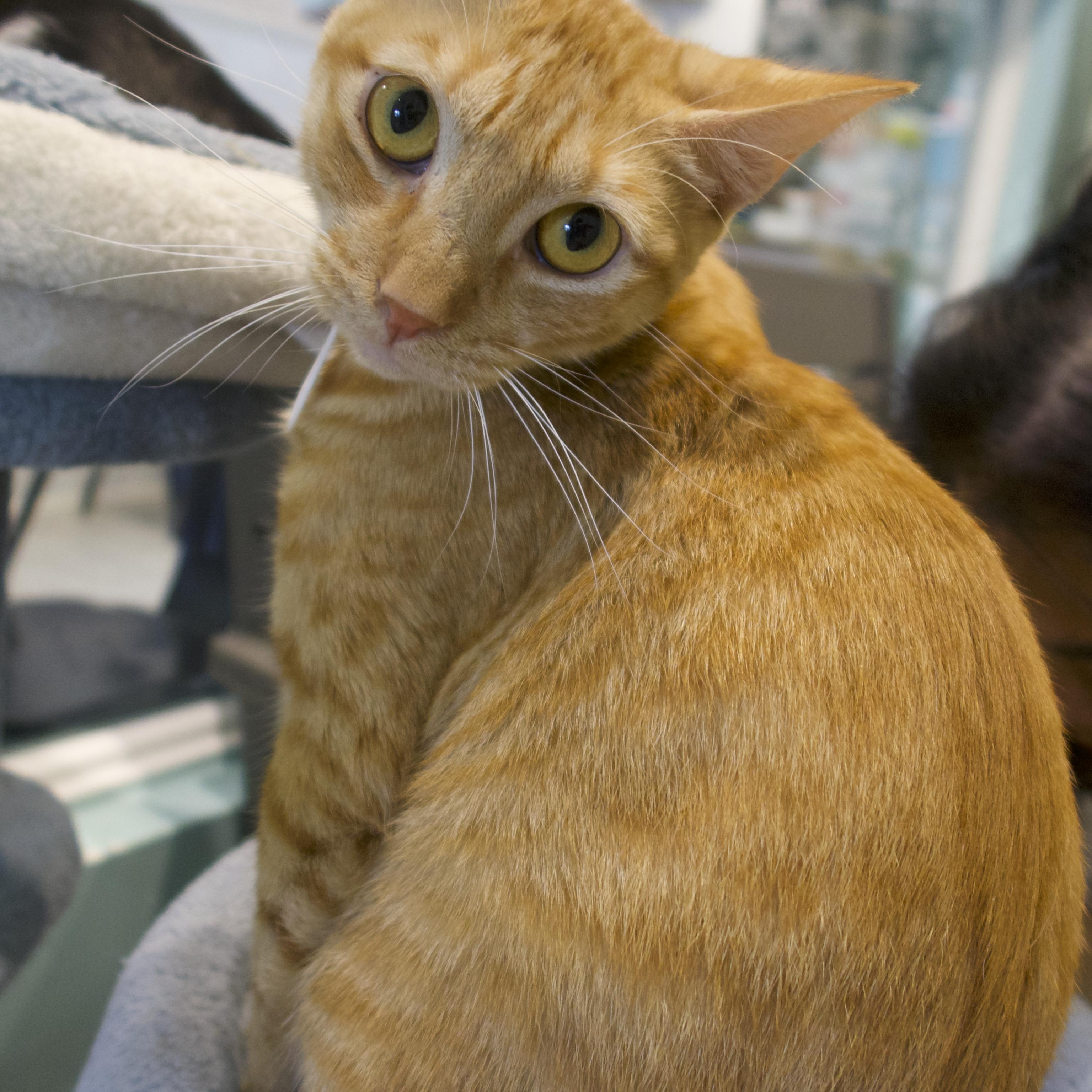 Aulani, an adoptable Domestic Short Hair in Aiea, HI, 96701 | Photo Image 1