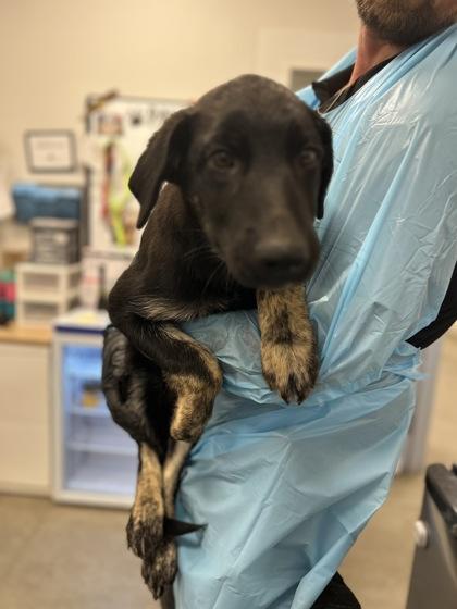 Ice Mage, Adoptable, Puppy Male German Shepherd Dog & Mixed Breed.