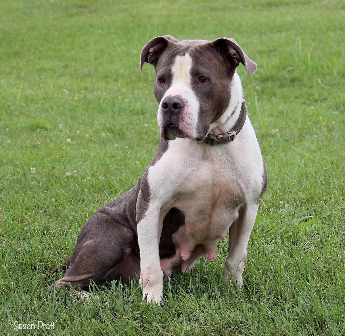 Tilley, Adoptable, Adult Female Pit Bull Terrier.