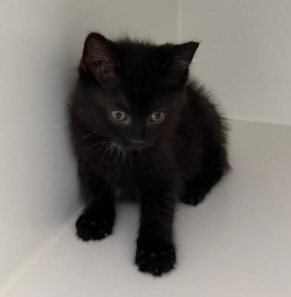 Enlarge Vinny, a Adoptable mixed breed in Lagrange, IN image 1/6