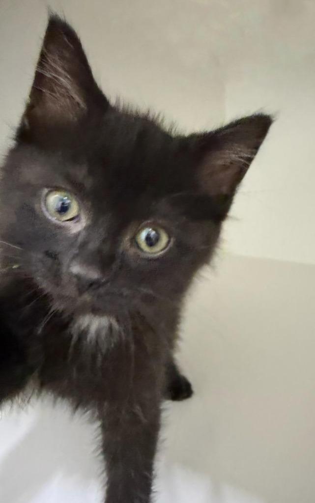 Enlarge Vinny, a Adoptable mixed breed in Lagrange, IN image 3/6