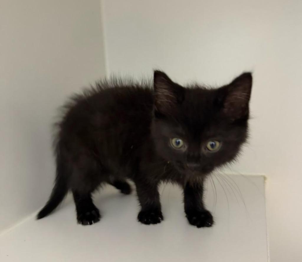 Enlarge Vinny, a Adoptable mixed breed in Lagrange, IN image 5/6
