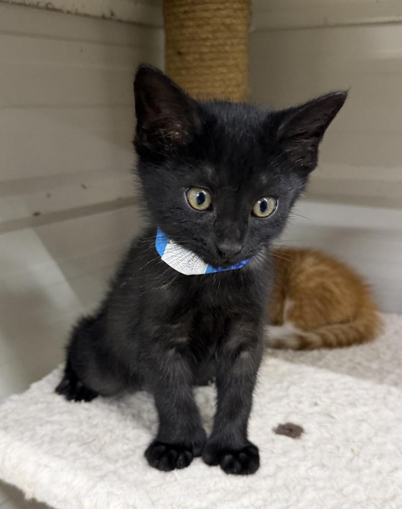 Enlarge Vinny, a Adoptable mixed breed in Lagrange, IN image 6/6