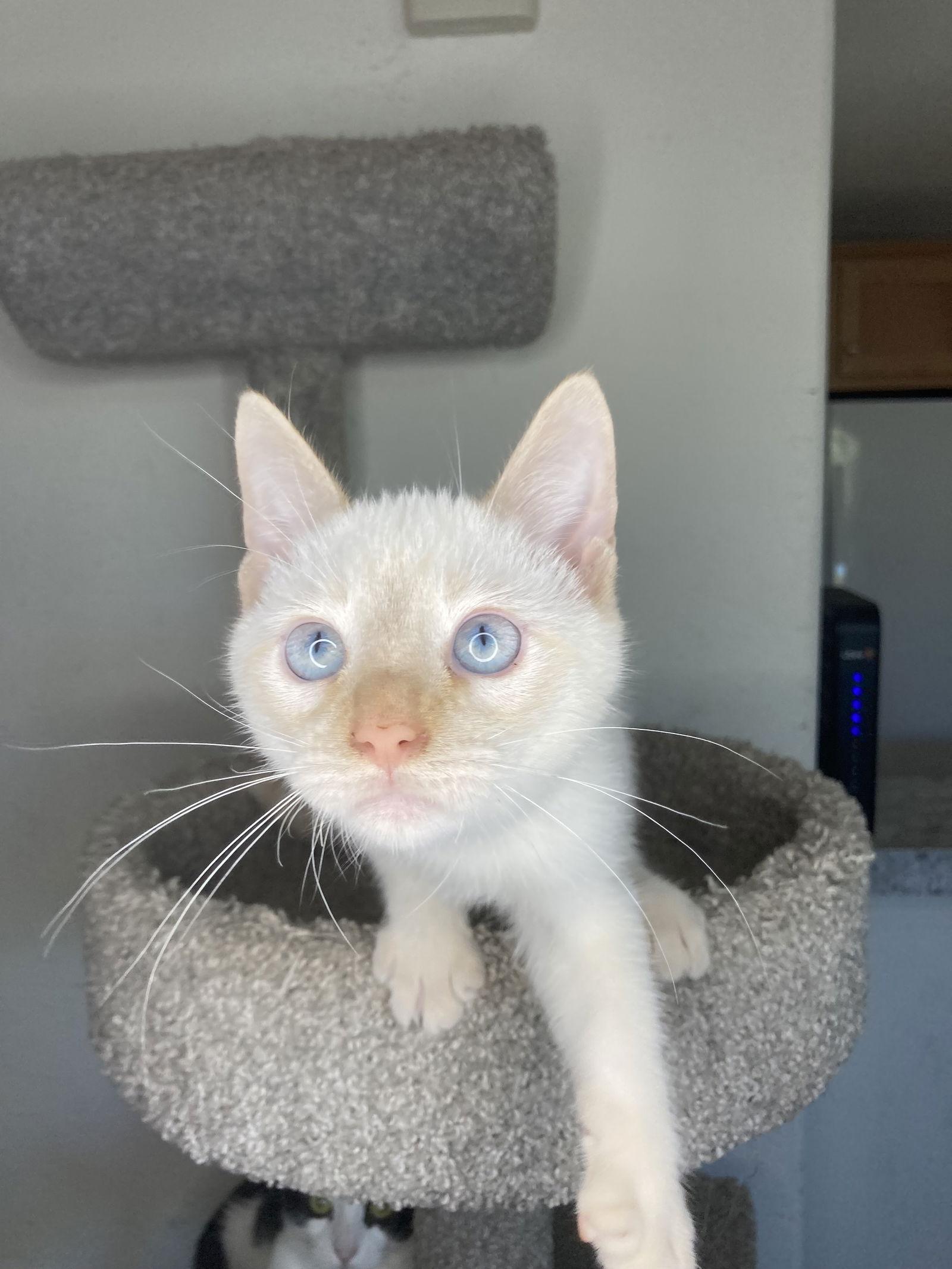 MORTY, Adoptable, Kitten Male Domestic Short Hair & Siamese.