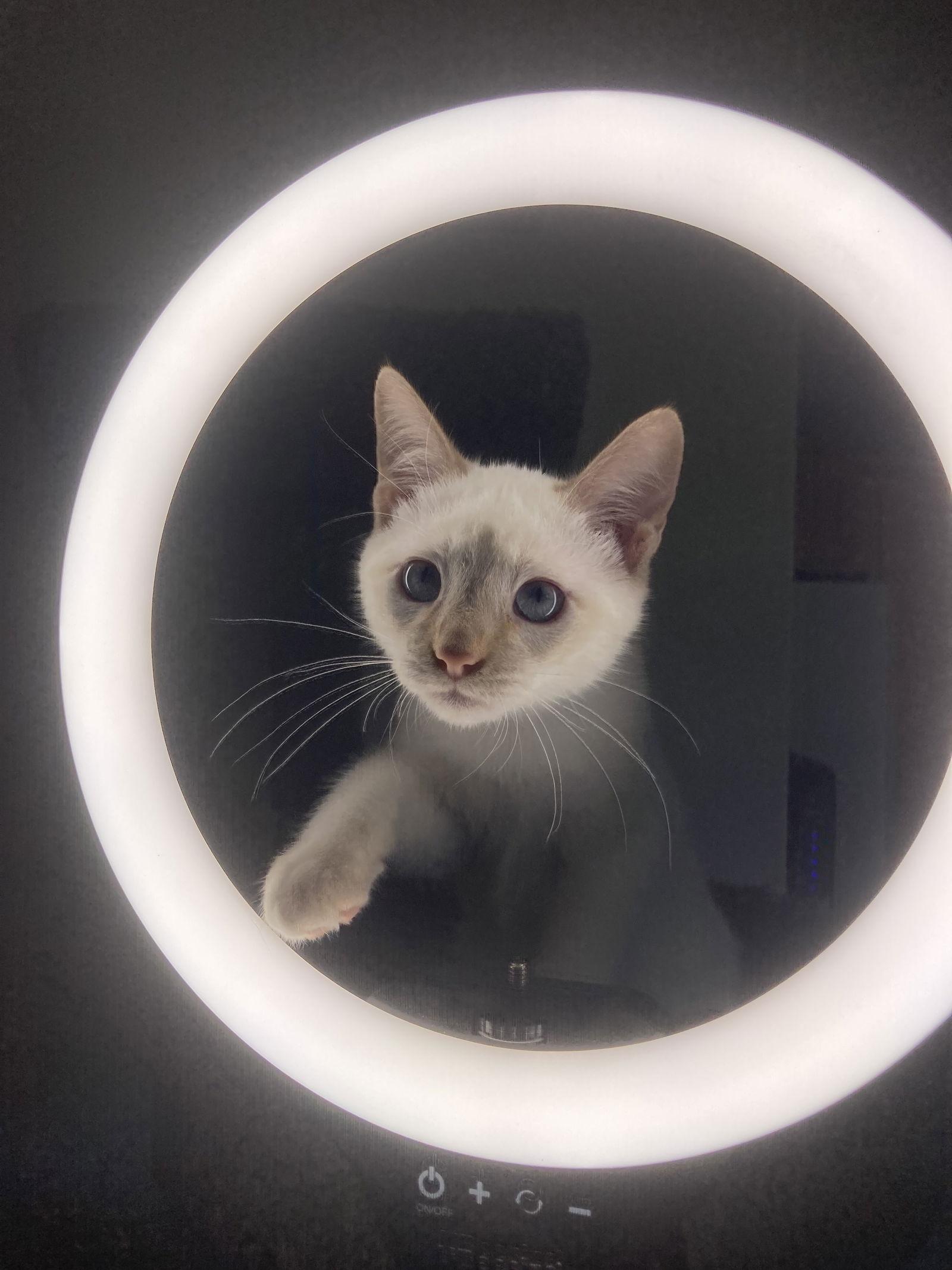 Enlarge MORTY, a Adoptable mixed breed in San Diego, CA image 2/3