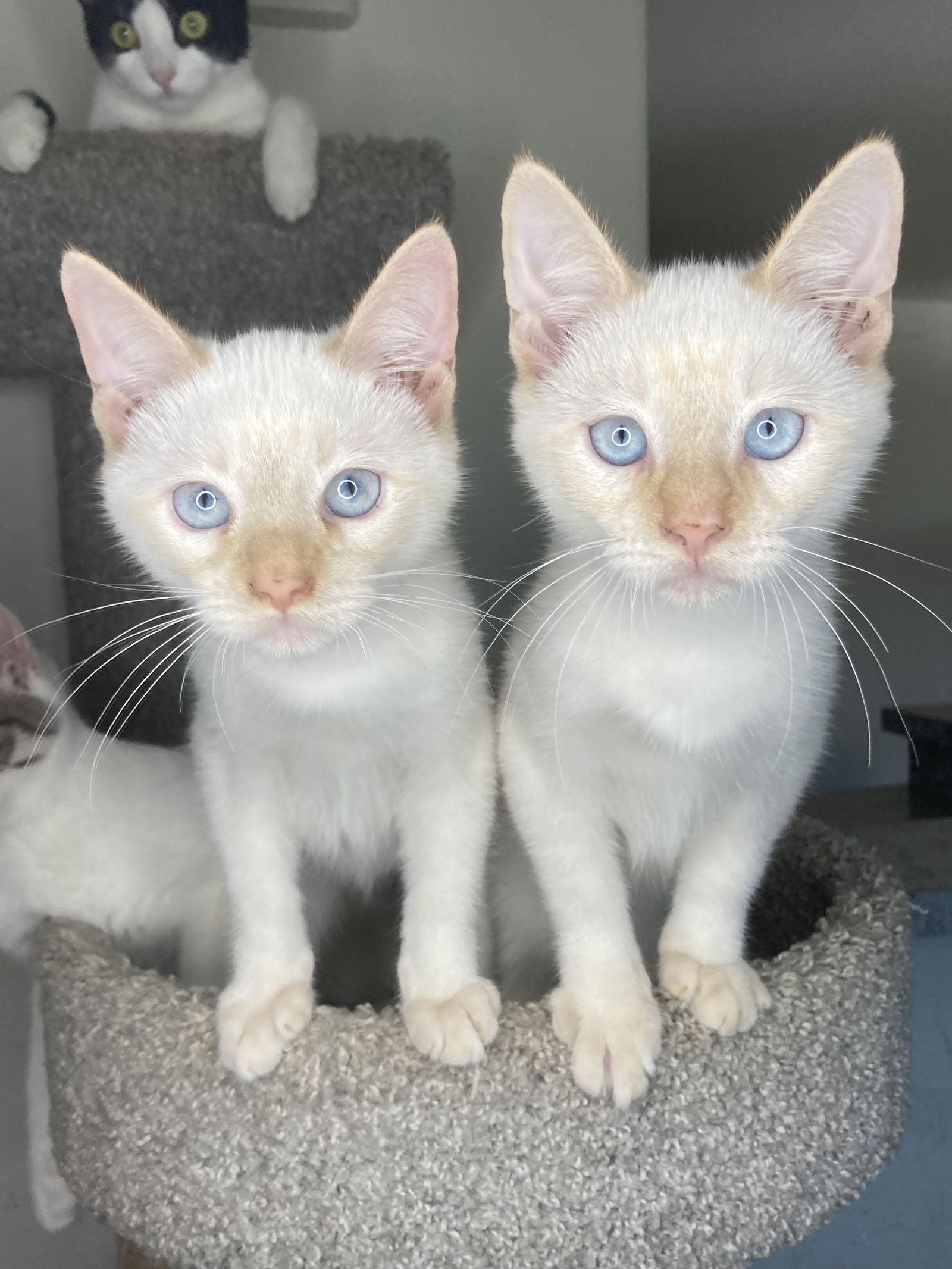 Enlarge MORTY, a Adoptable mixed breed in San Diego, CA image 3/3