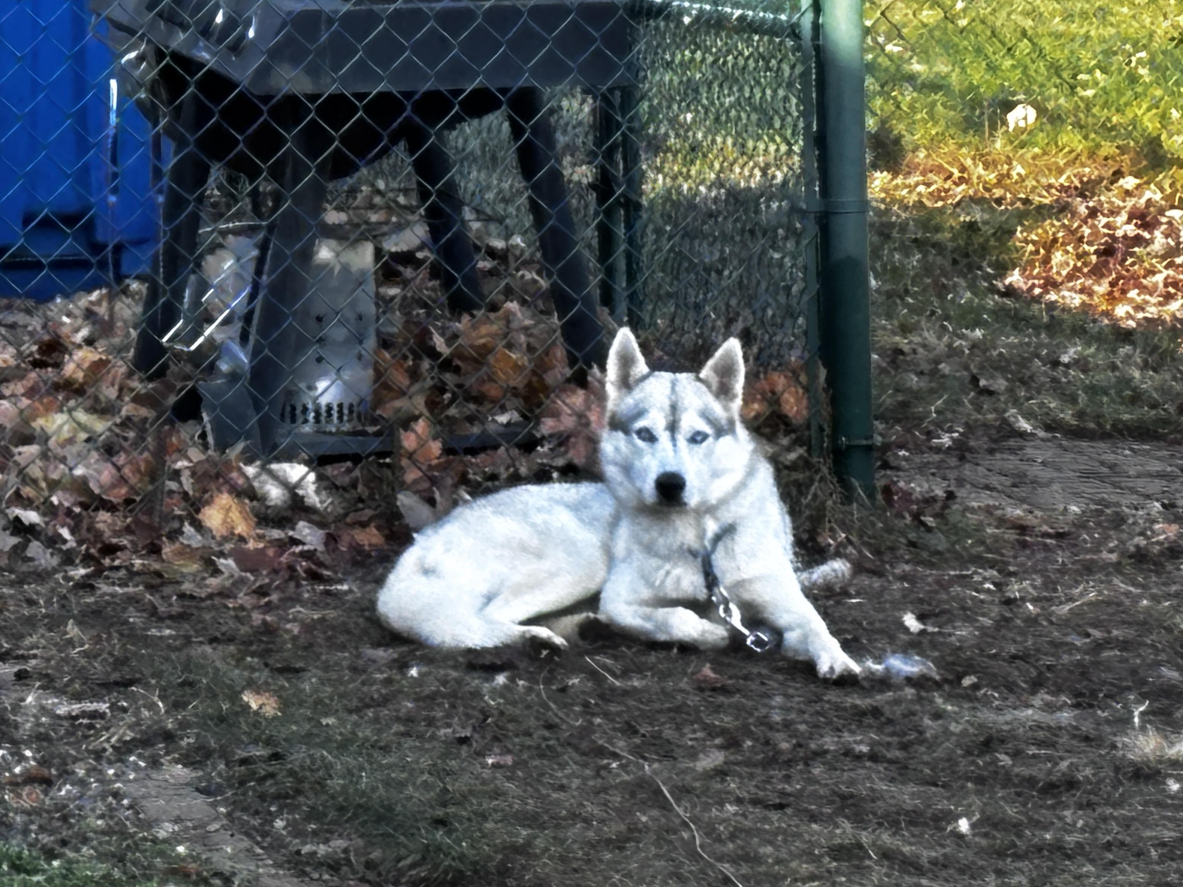 Maverick, a Adoptable mixed breed in Waterford, MI image 6/6