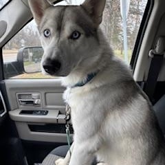 Maverick, a Adoptable mixed breed in Waterford, MI image 1/6