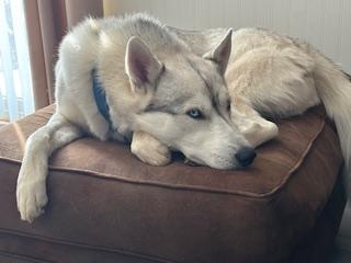 Maverick, a Adoptable mixed breed in Waterford, MI image 4/6