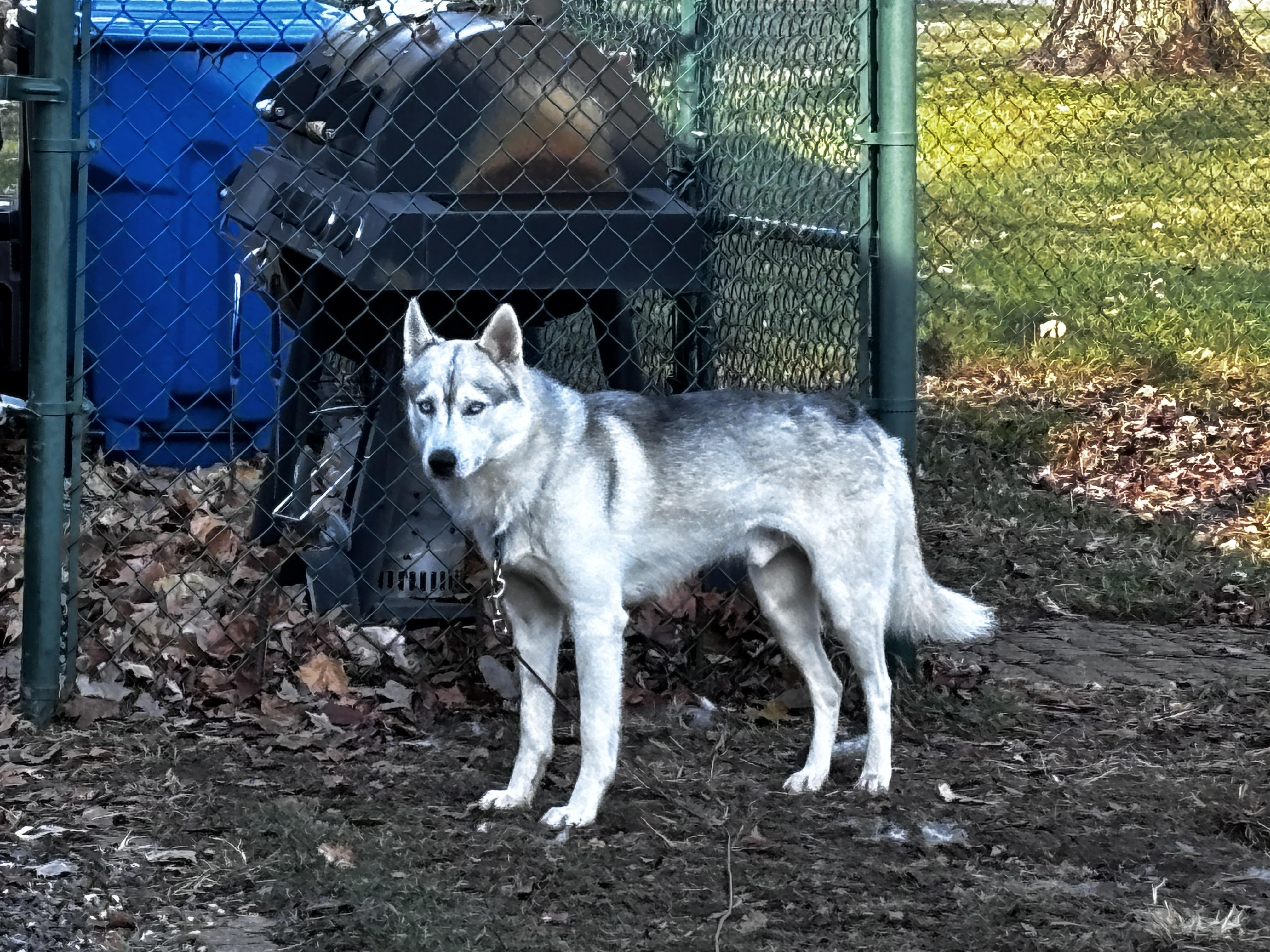 Maverick, a Adoptable mixed breed in Waterford, MI image 3/6