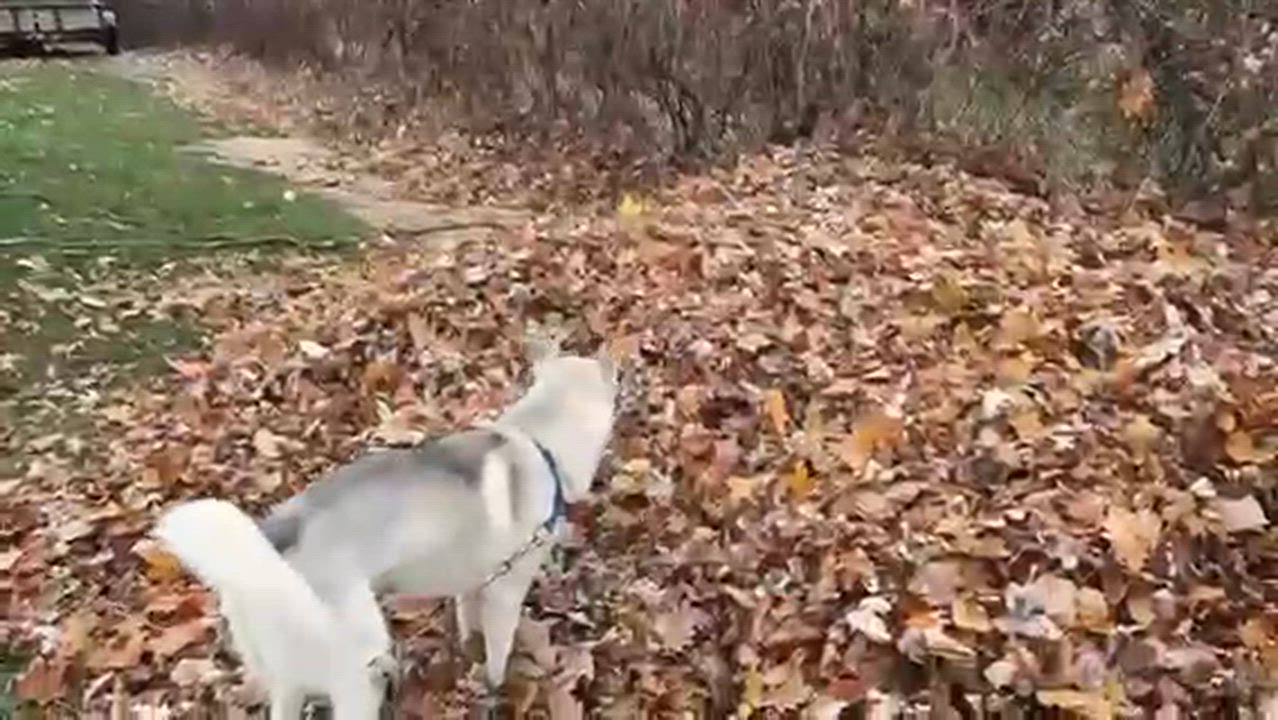 Enlarge Maverick, a Adoptable mixed breed in Waterford, MI video 2/6