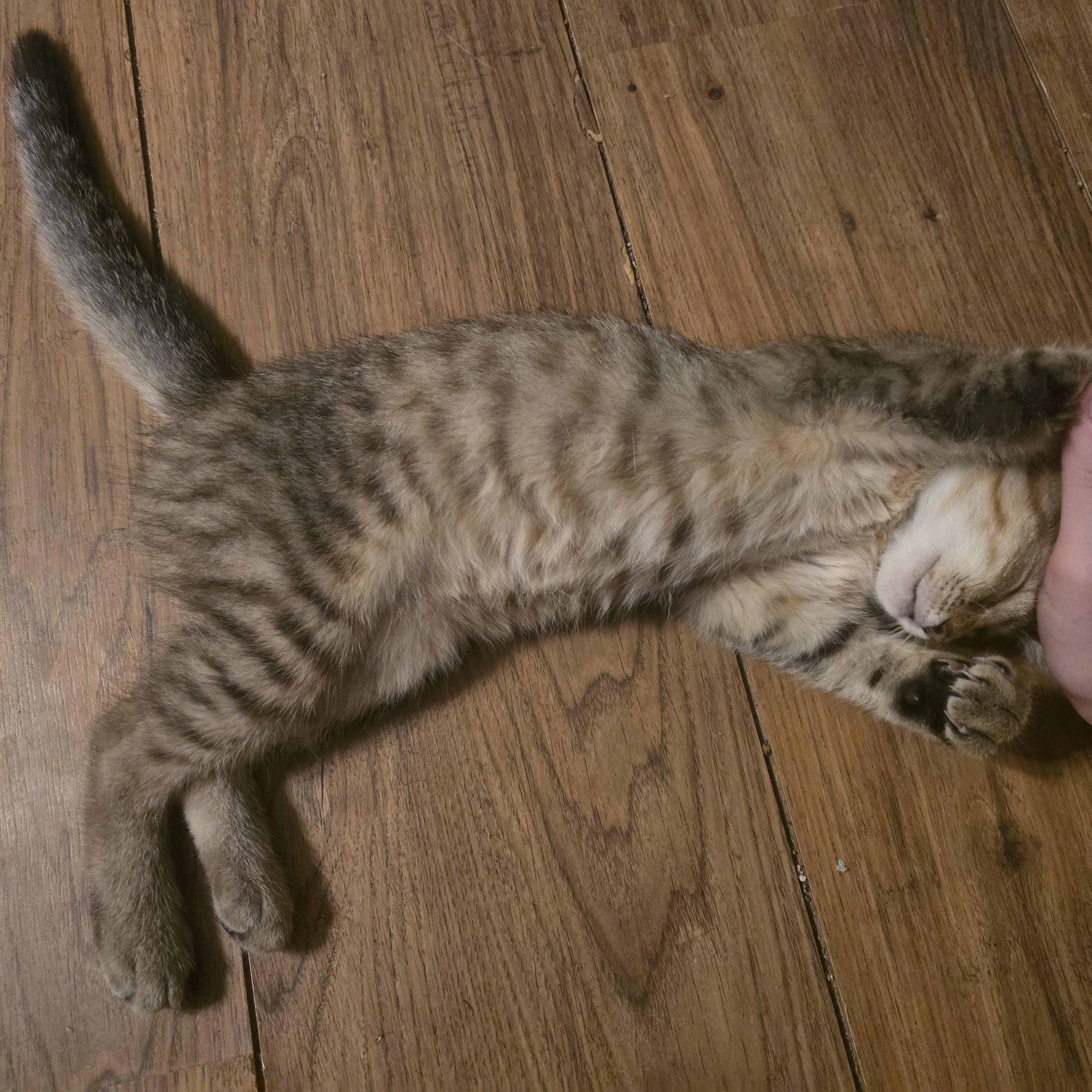 Enlarge Vyvanse, a Adoptable Domestic Medium Hair in quinton, AL image 2/5