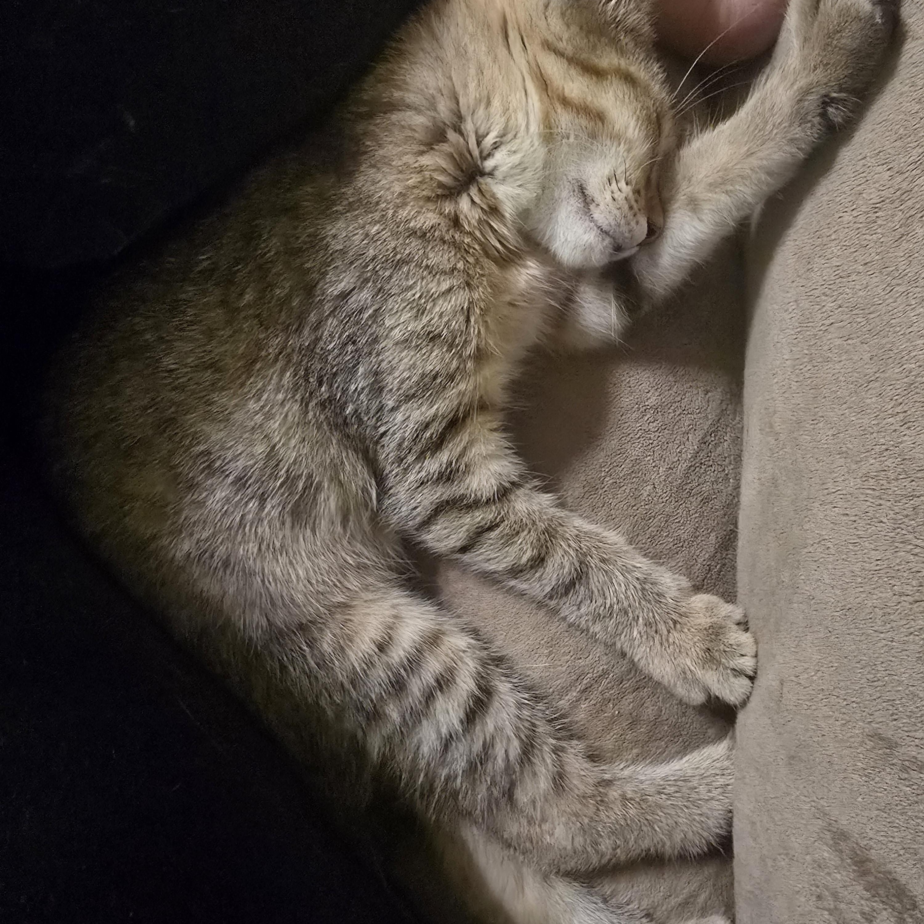 Enlarge Vyvanse, a Adoptable Domestic Medium Hair in quinton, AL image 3/5
