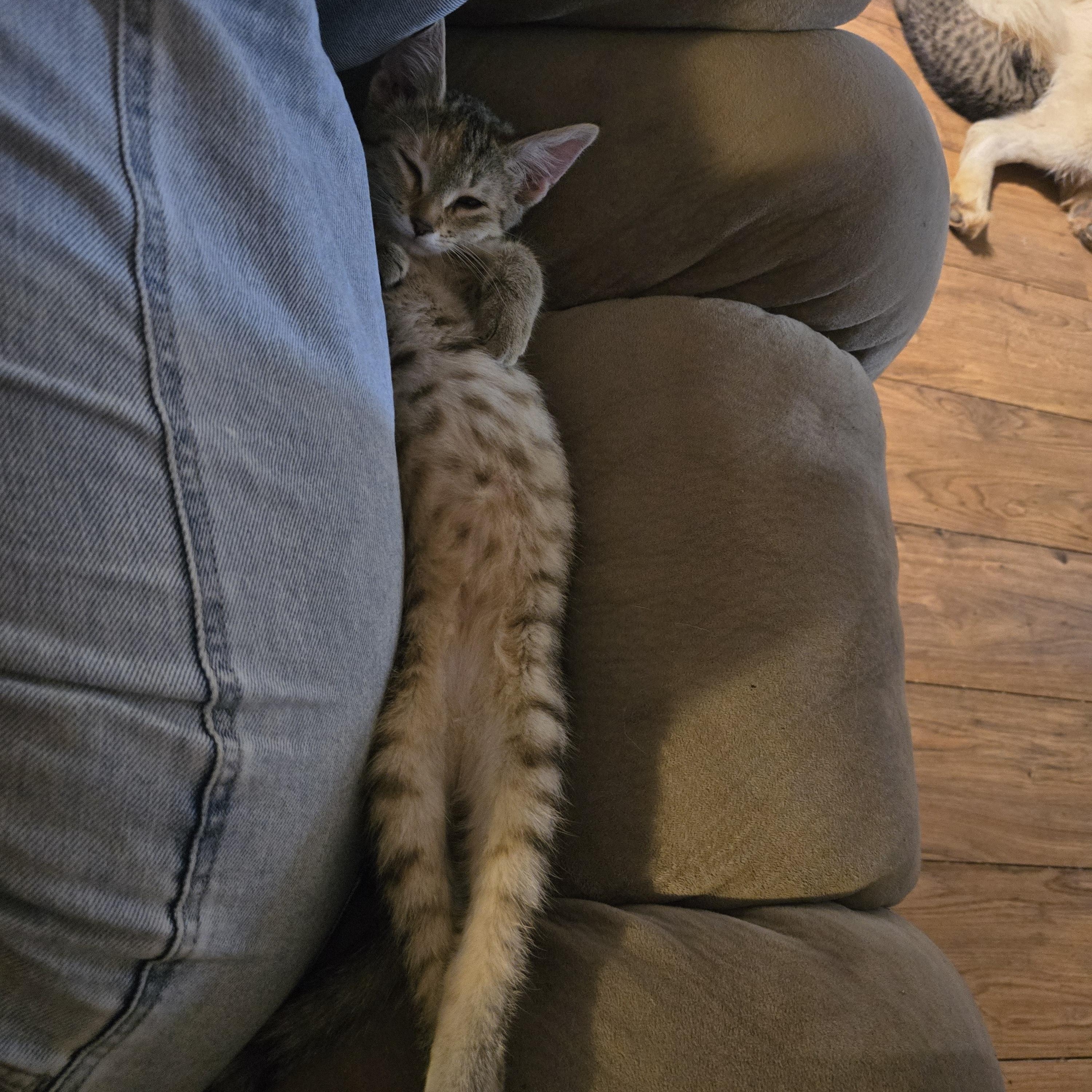 Enlarge Vyvanse, a Adoptable Domestic Medium Hair in quinton, AL image 4/5