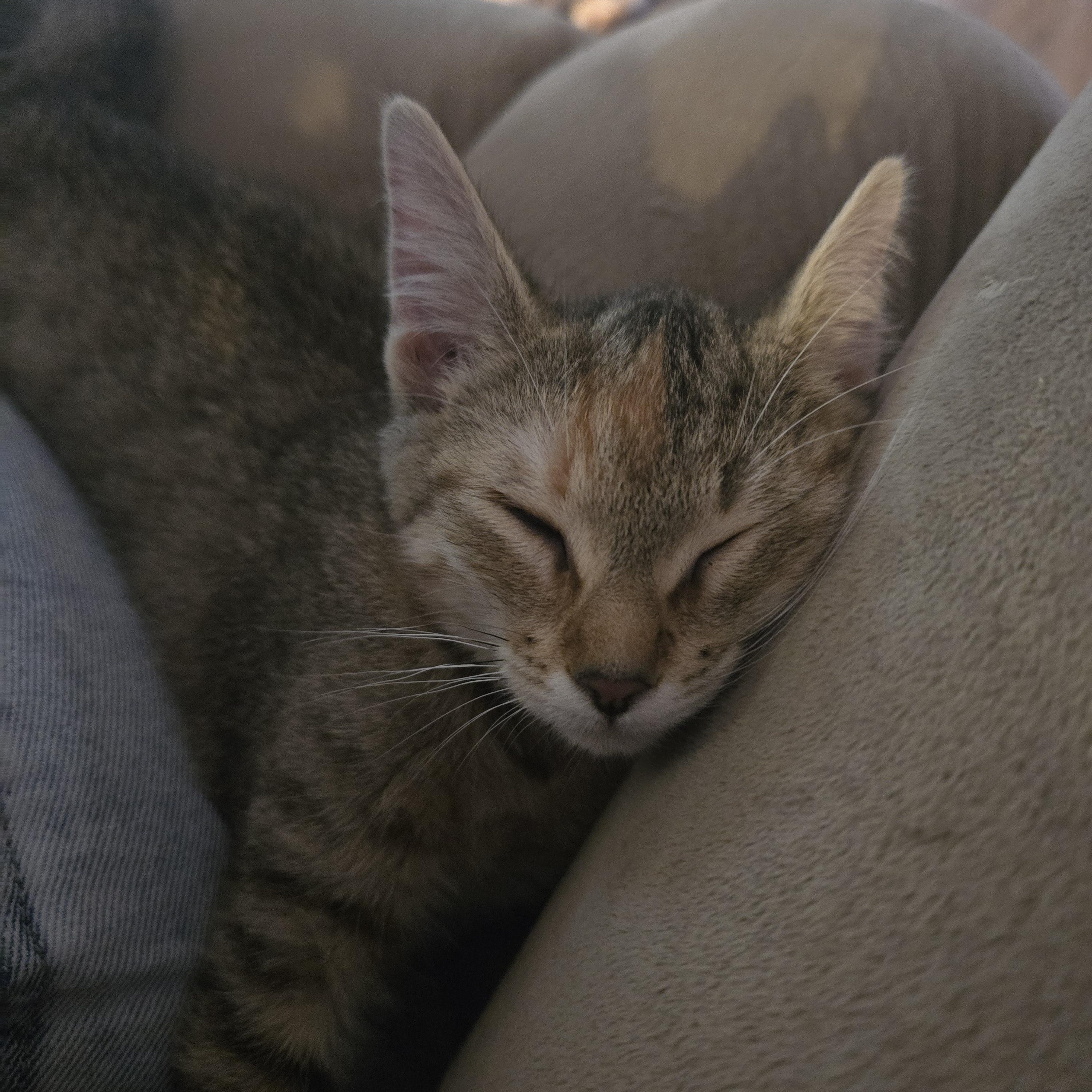 Vyvanse, Adoptable, Kitten Female Domestic Medium Hair.