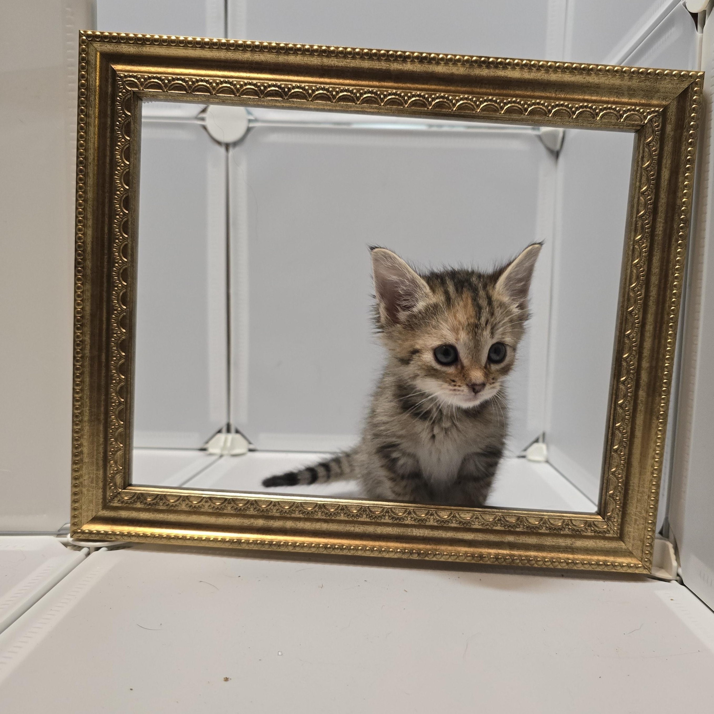Enlarge Vyvanse, a Adoptable Domestic Medium Hair in quinton, AL image 5/5