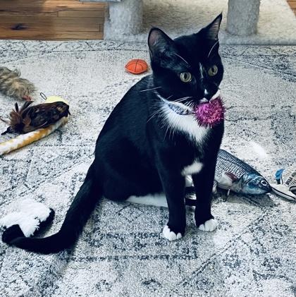 Figaro, Adoptable, Adult Male Domestic Short Hair & Domestic Short Hair.