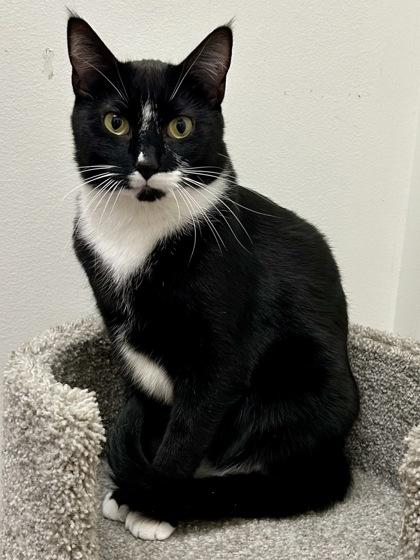 Enlarge Figaro, a Adoptable Domestic Short Hair in Romeoville, IL image 3/3