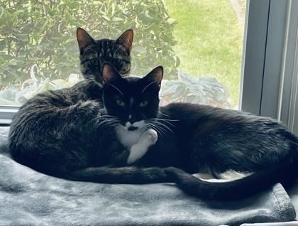 Figaro, Adoptable, Adult Male Domestic Short Hair & Domestic Short Hair.