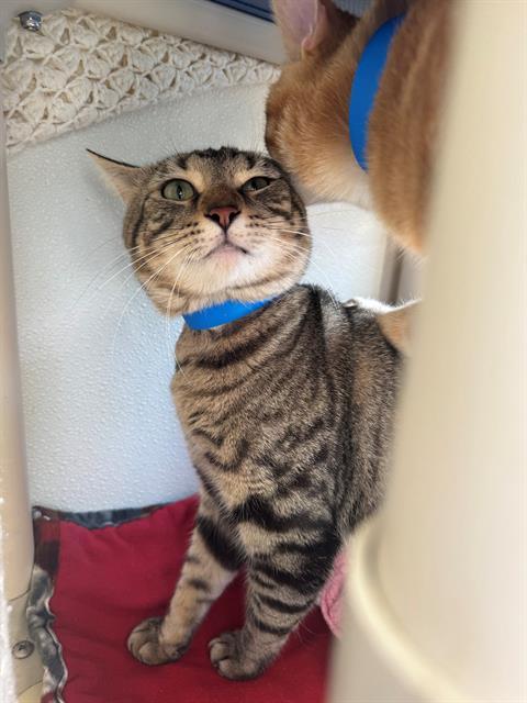 VESPER, Adoptable, Young Male Domestic Short Hair.