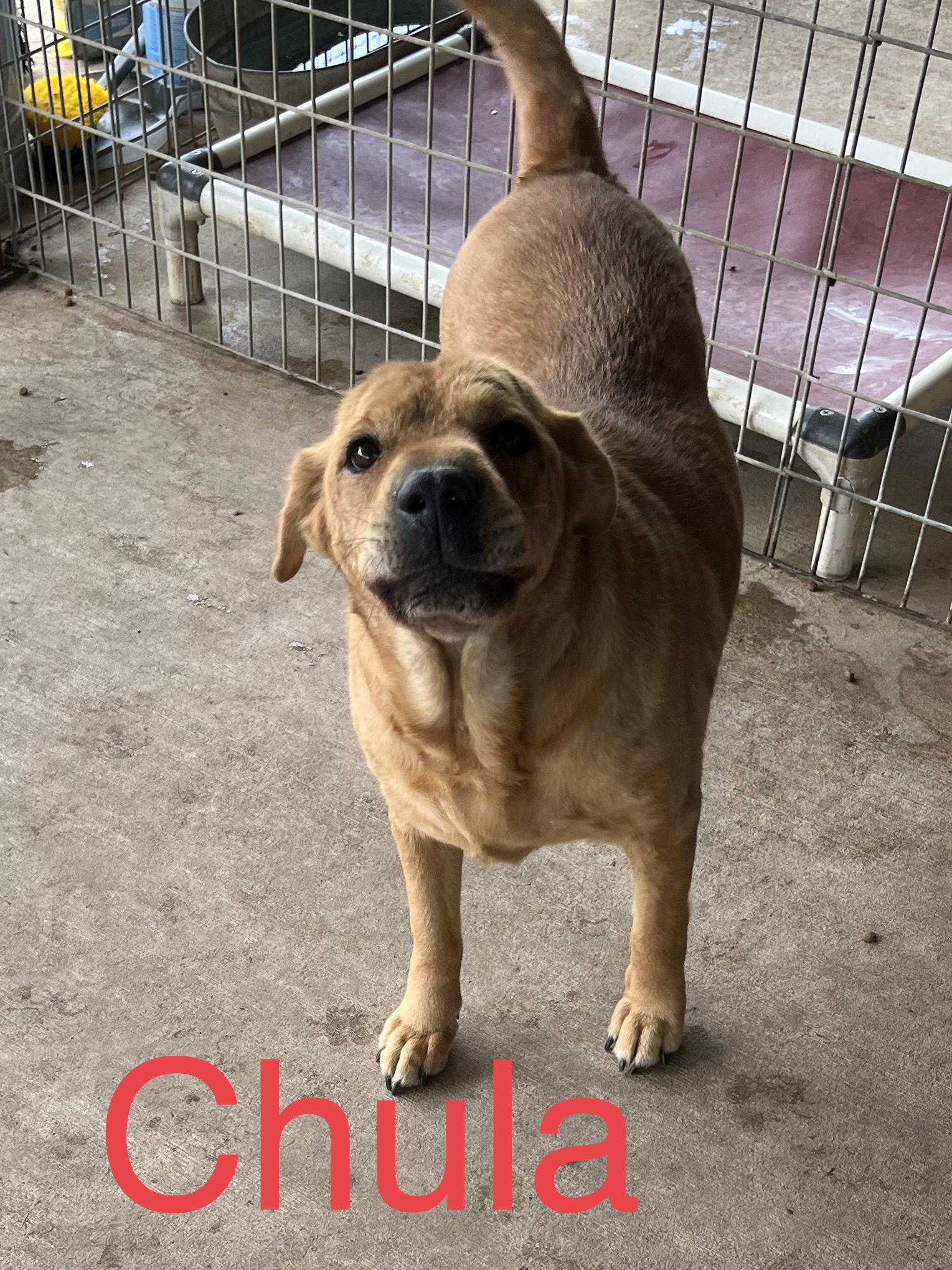 Chula, Adoptable, Senior Female Shar-Pei & Labrador Retriever.