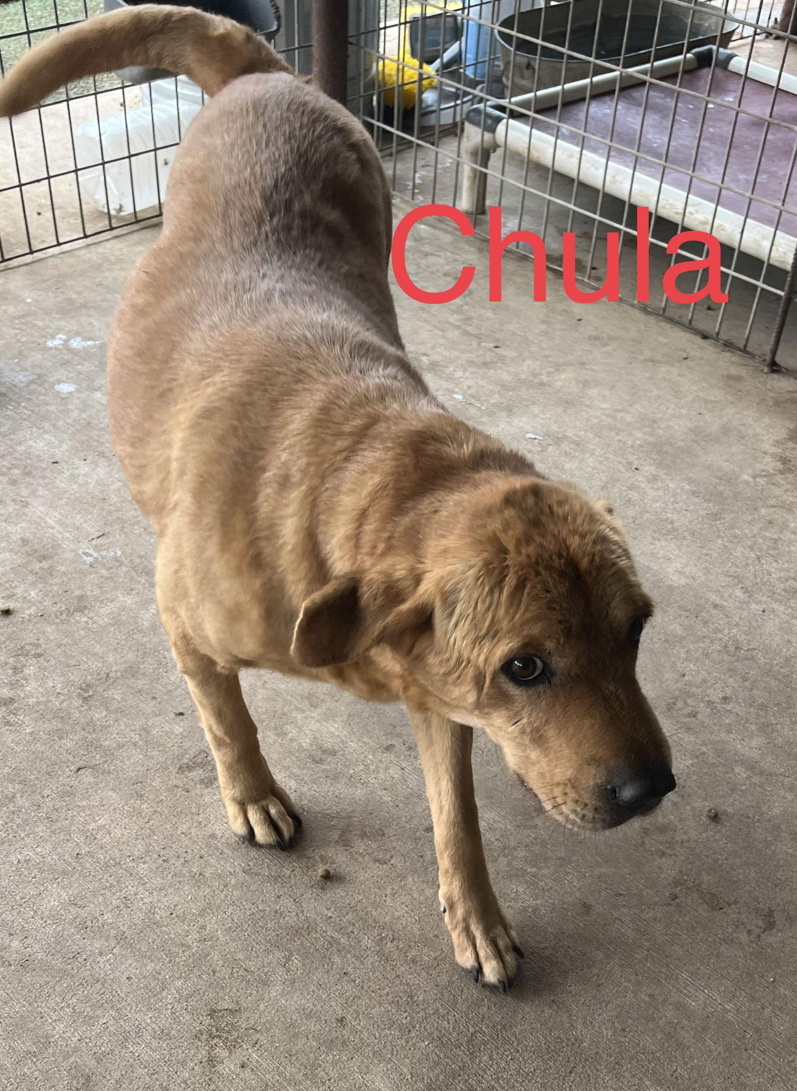 Chula, a Adoptable mixed breed in Pipe Creek, TX image 1/6