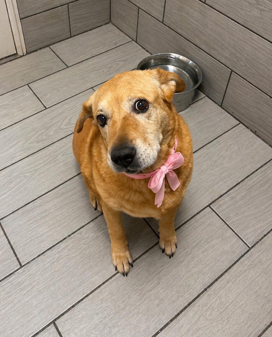 Enlarge Chula, a Adoptable mixed breed in Pipe Creek, TX image 3/3