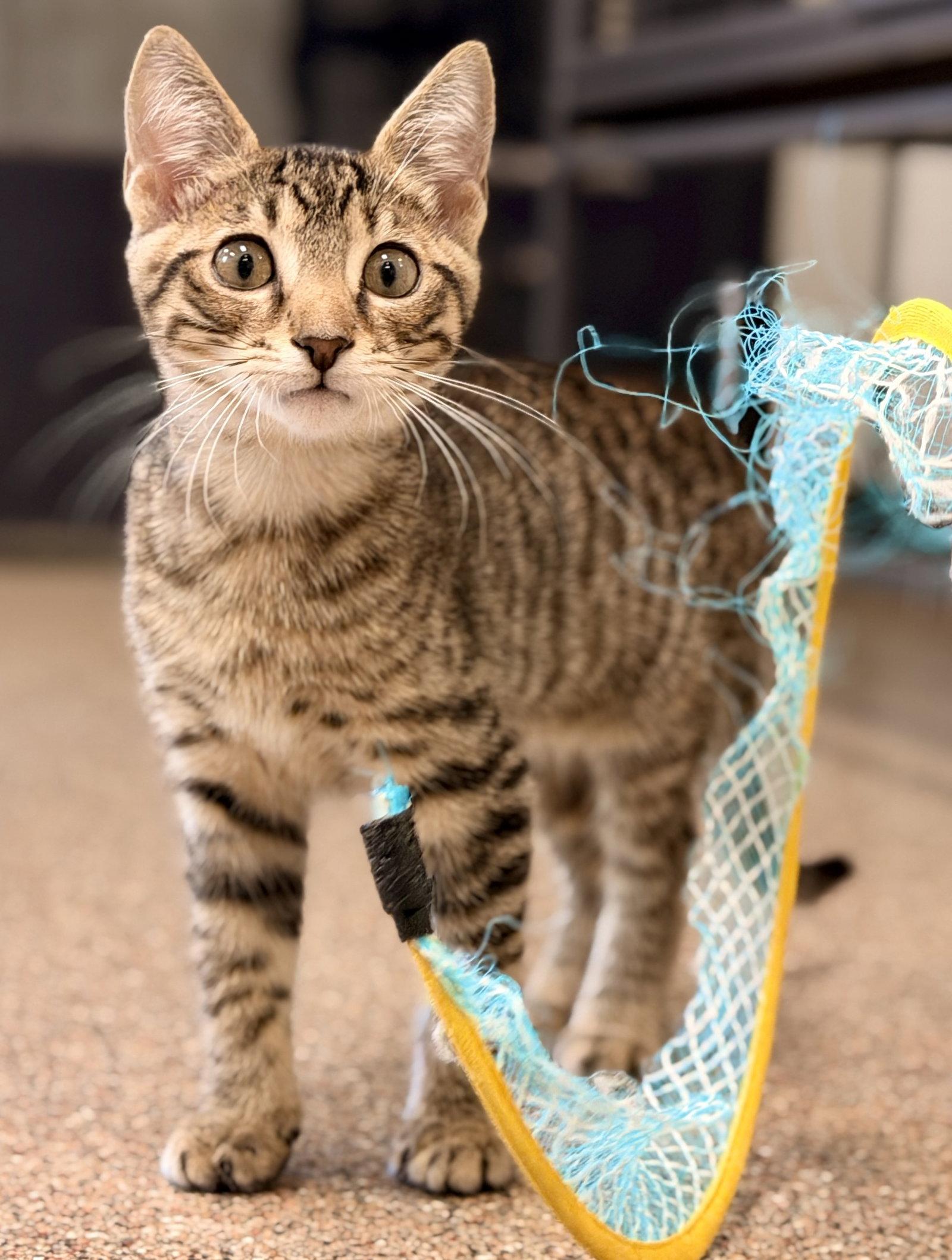 Mussel, Adoptable, Kitten Male Domestic Short Hair.