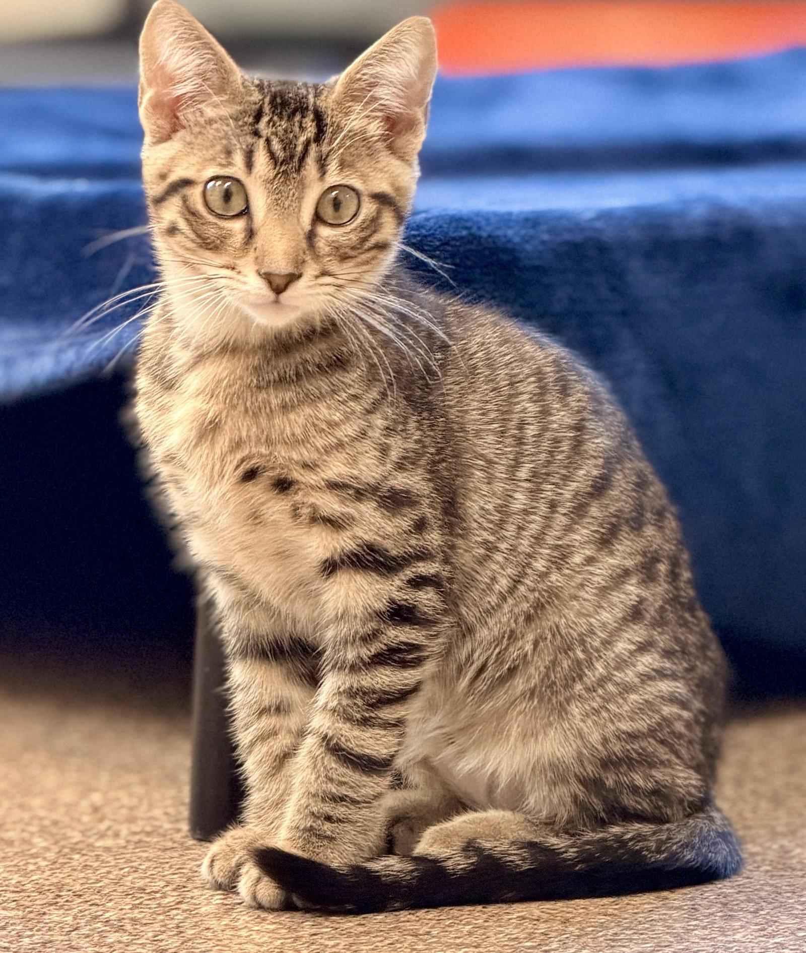 Mussel, a Adoptable Domestic Short Hair in Sanford, FL image 2/3